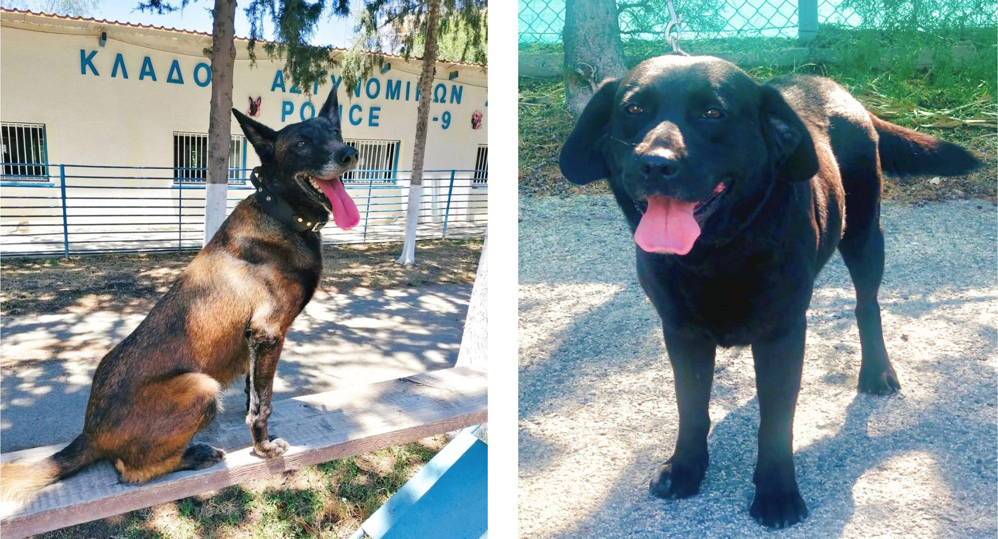 image Two police dogs from Cyprus at Paris Olympics