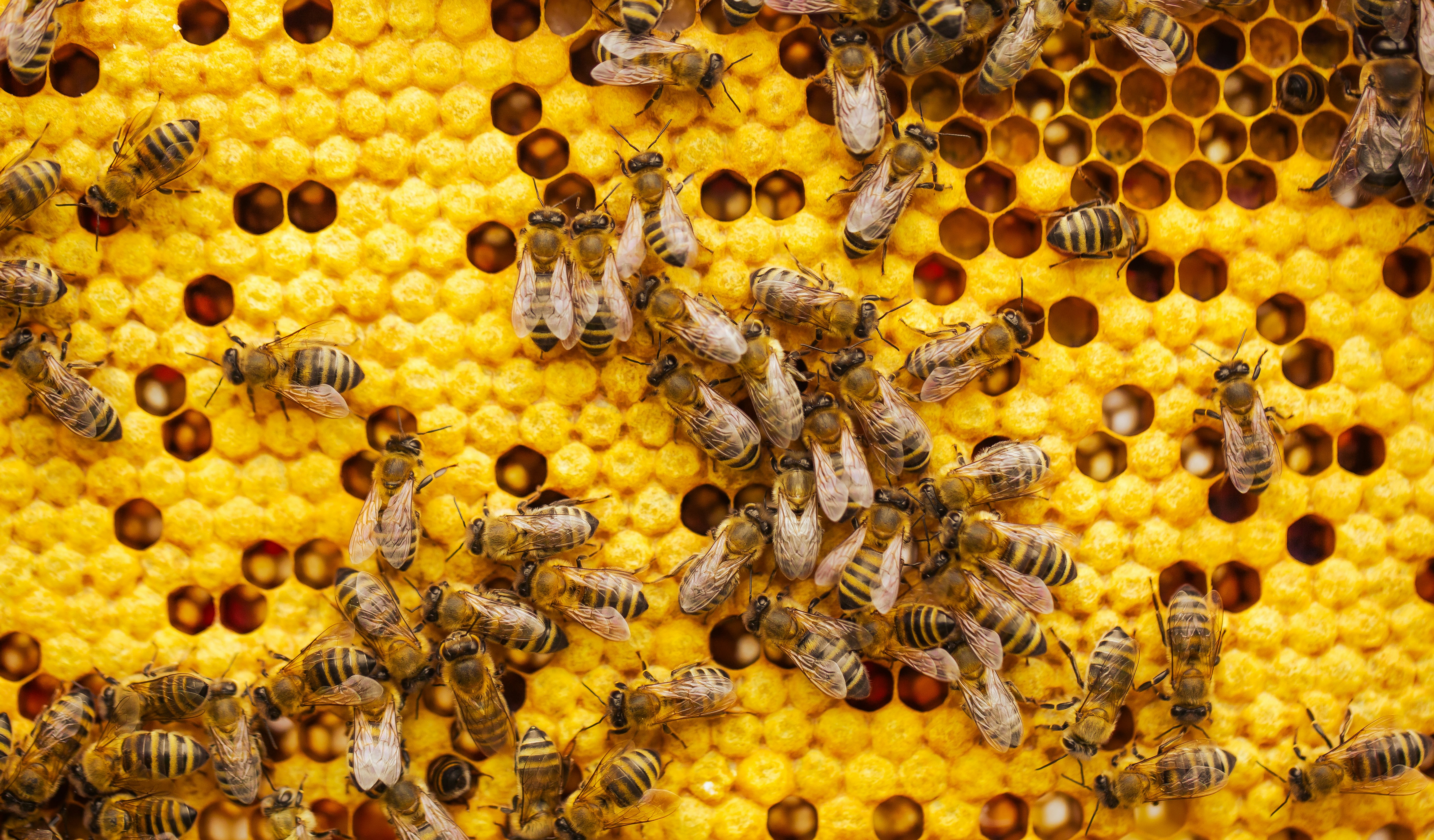 image Festival dedicated to bees and honey