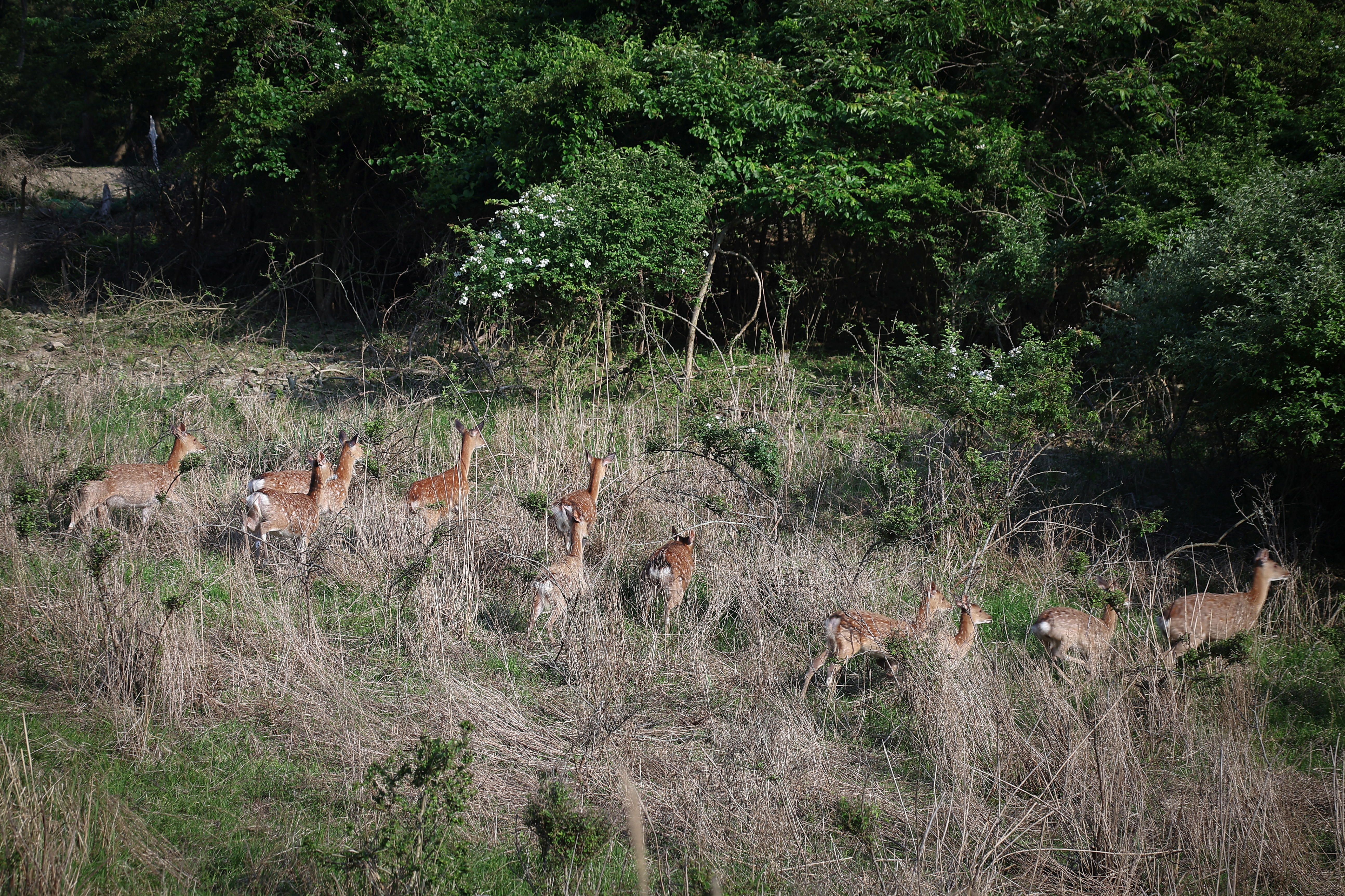 image Swelling deer herd hems in South Korean islanders