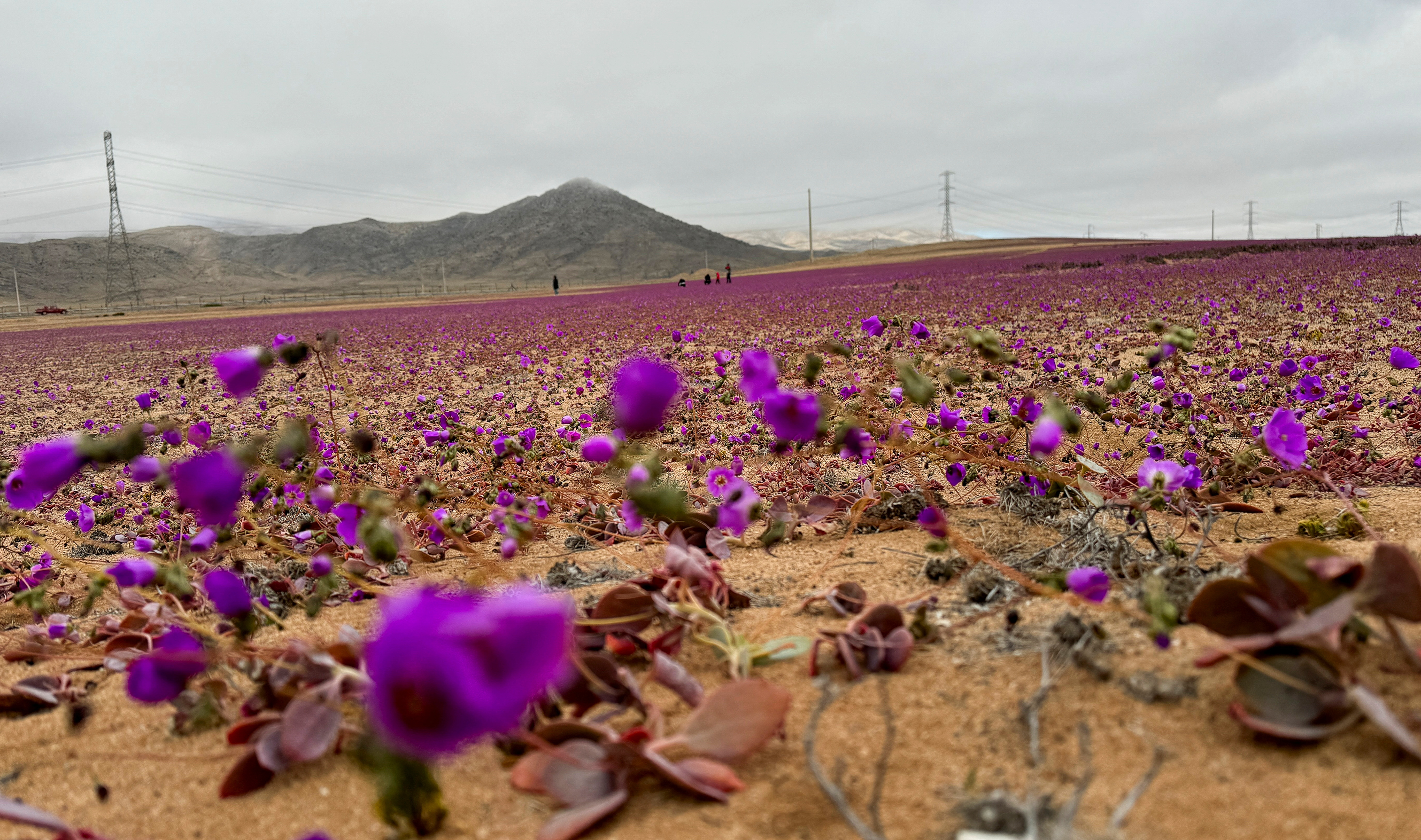 image Chile desert surprises with rare winter bloom