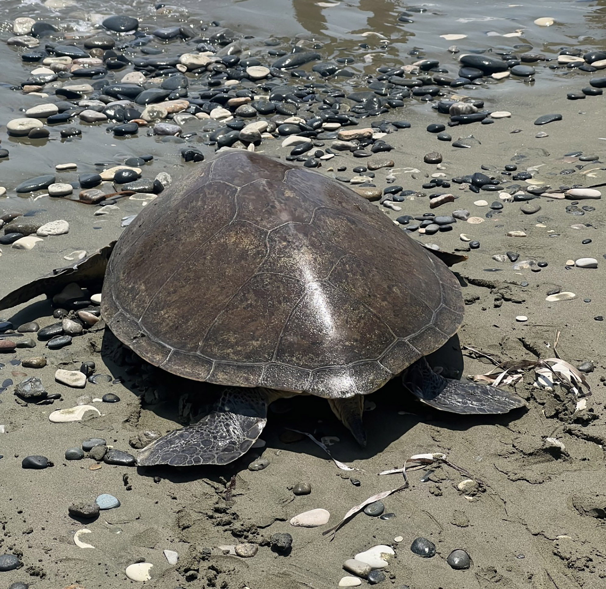 image Sea turtle released back into the wild