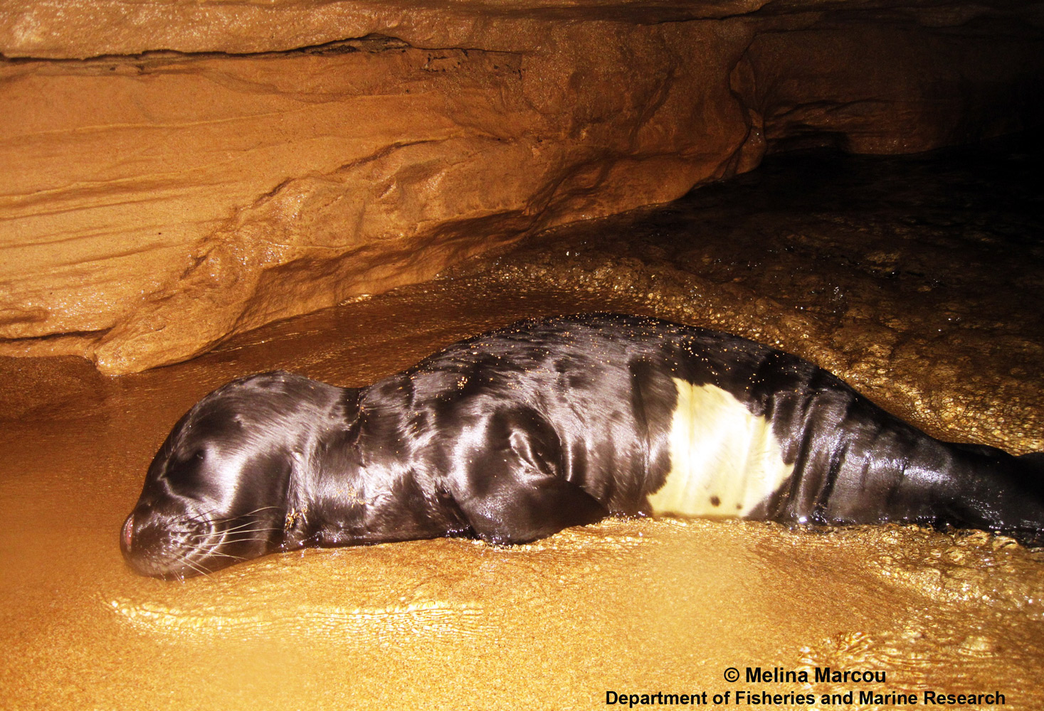 image People cautioned ahead of rare monk seal sightings