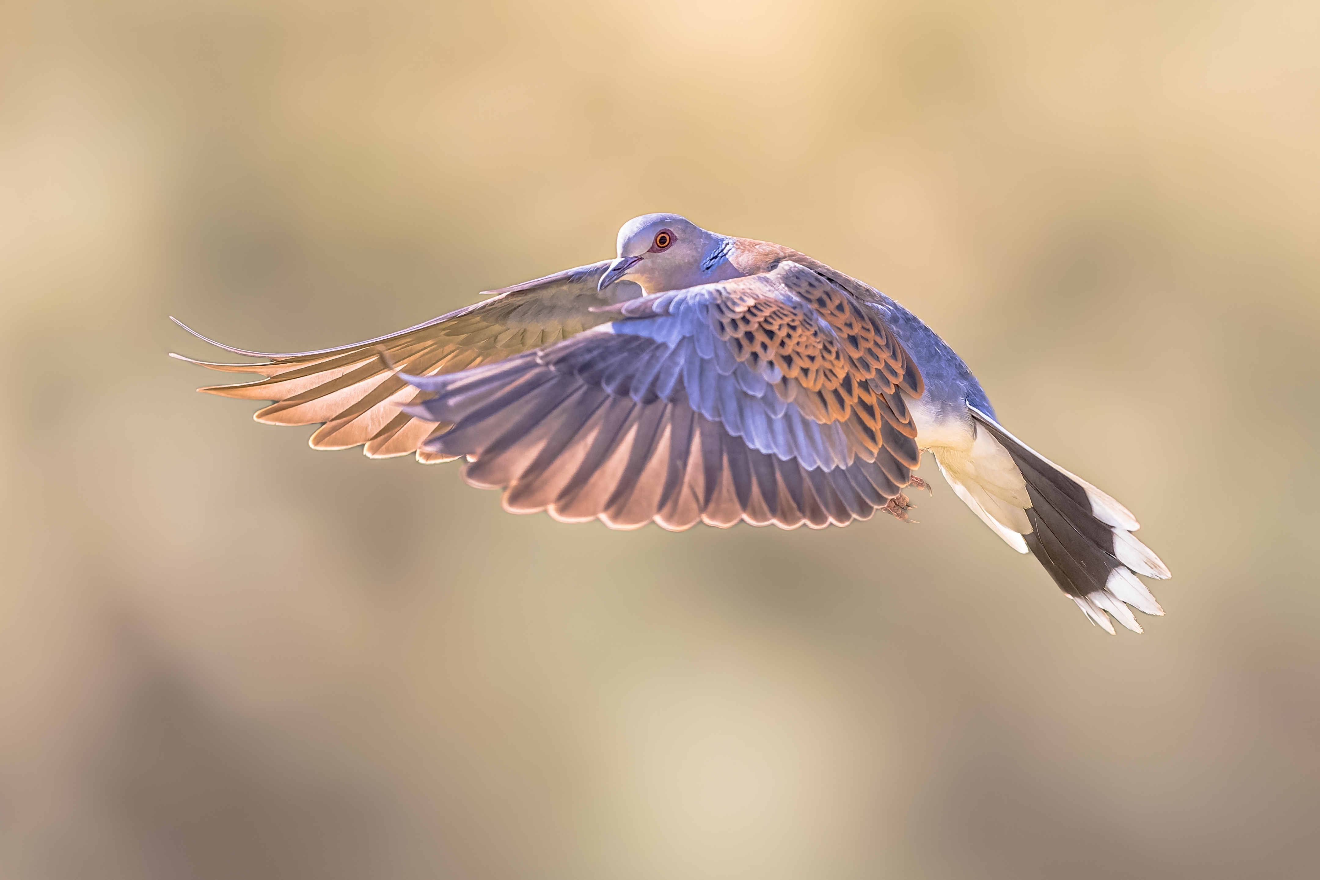 image Cyprus fails to allow recovery of turtle doves