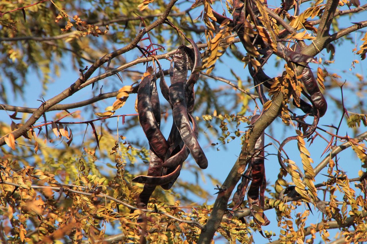 image No carob collecting before August 15, ministry warns