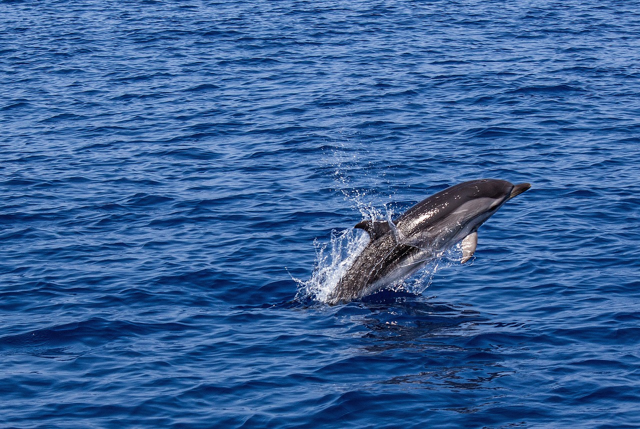 image Stunning video of dolphins off Latsi (Video)