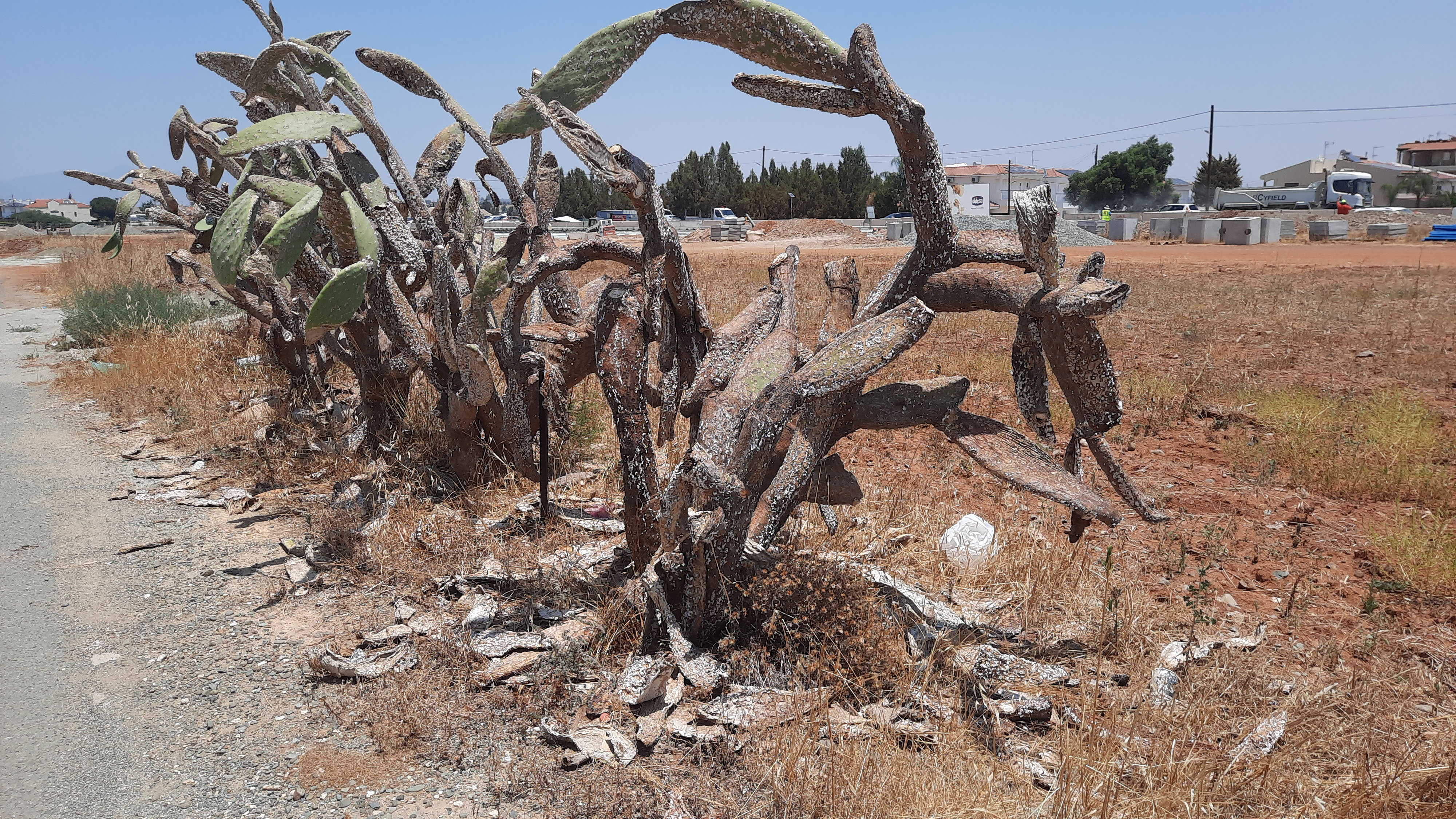 image Bug plague spreading, could wipe out Cyprus’ prickly pears