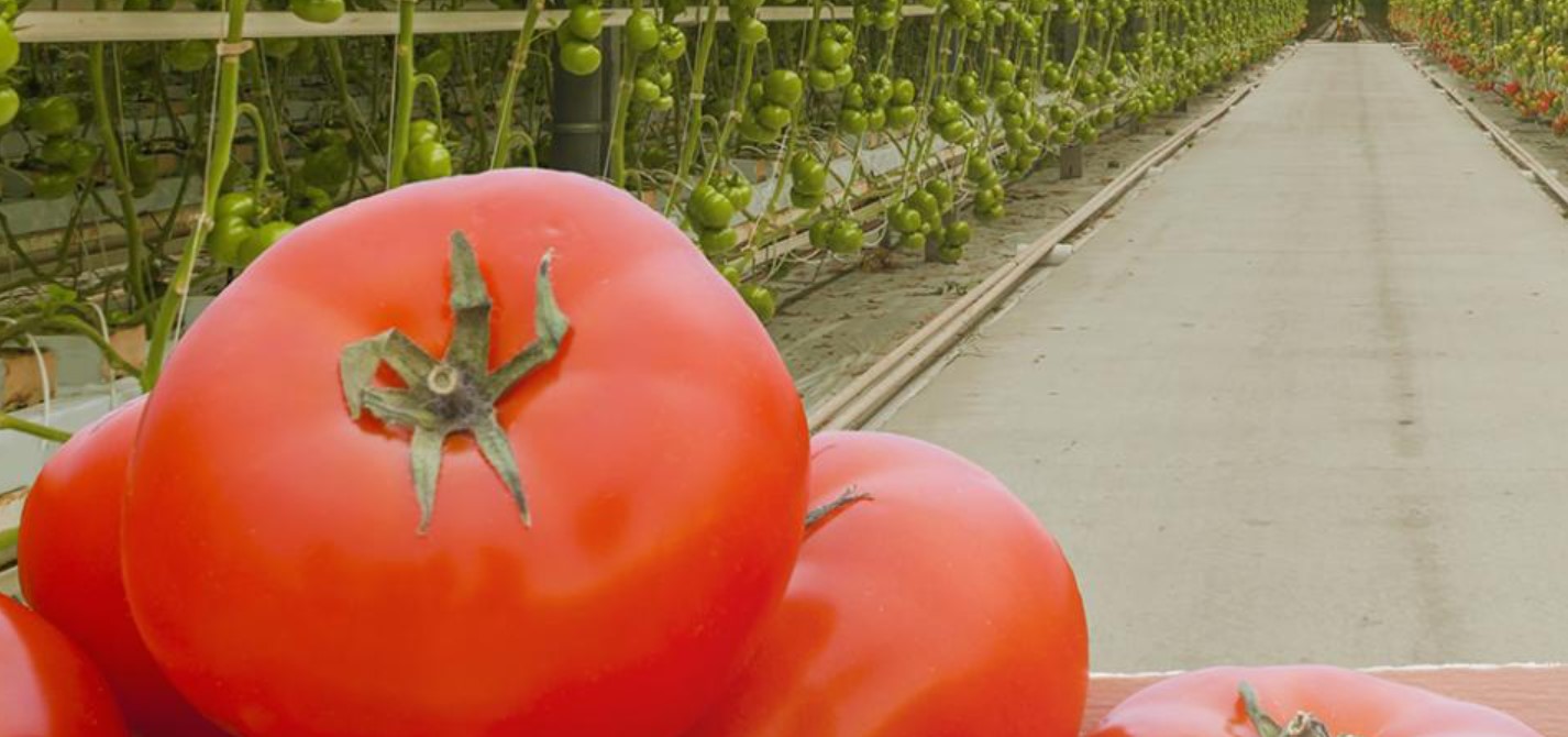 image Greener greenhouses promise more energy-efficient growing power
