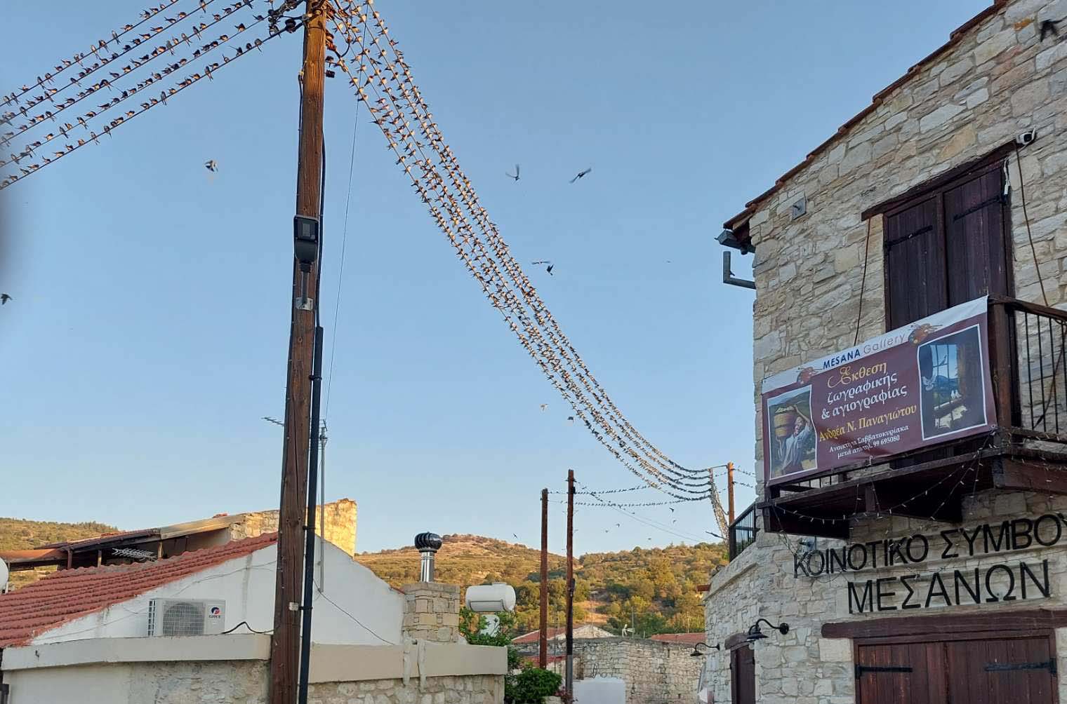image Paphos village readies for bird spectacle