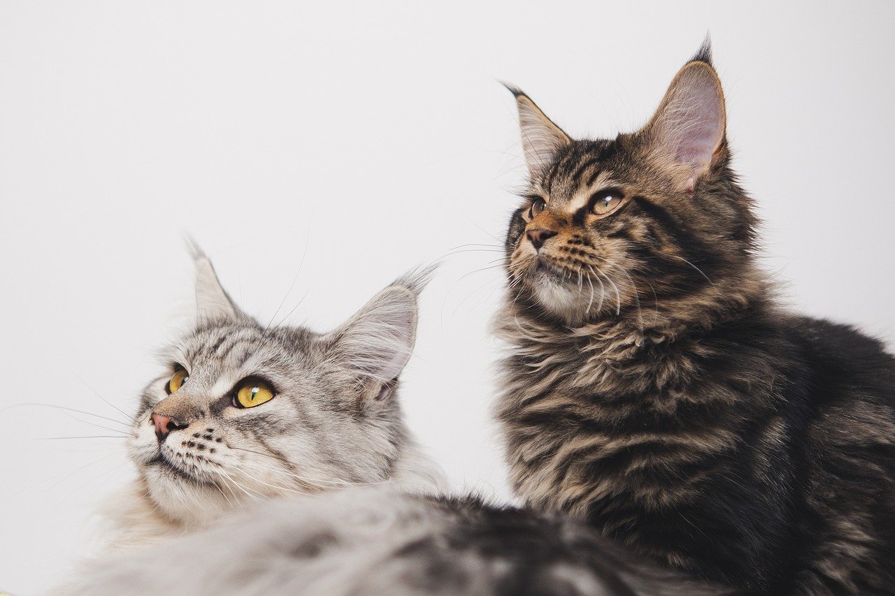 image Woman arrested for forging rabies certificate to import cats