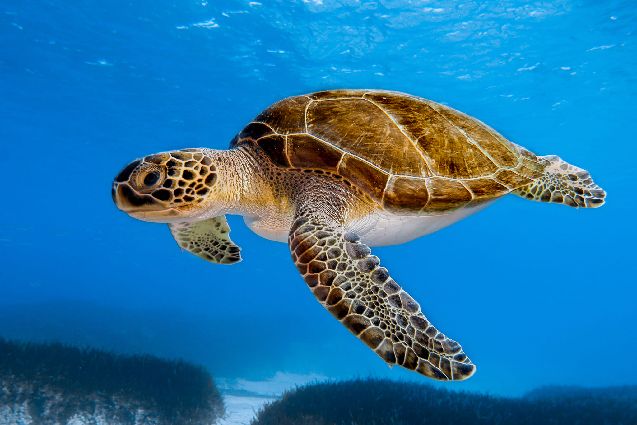 image Paphos event looks at magic of Cyprus under water