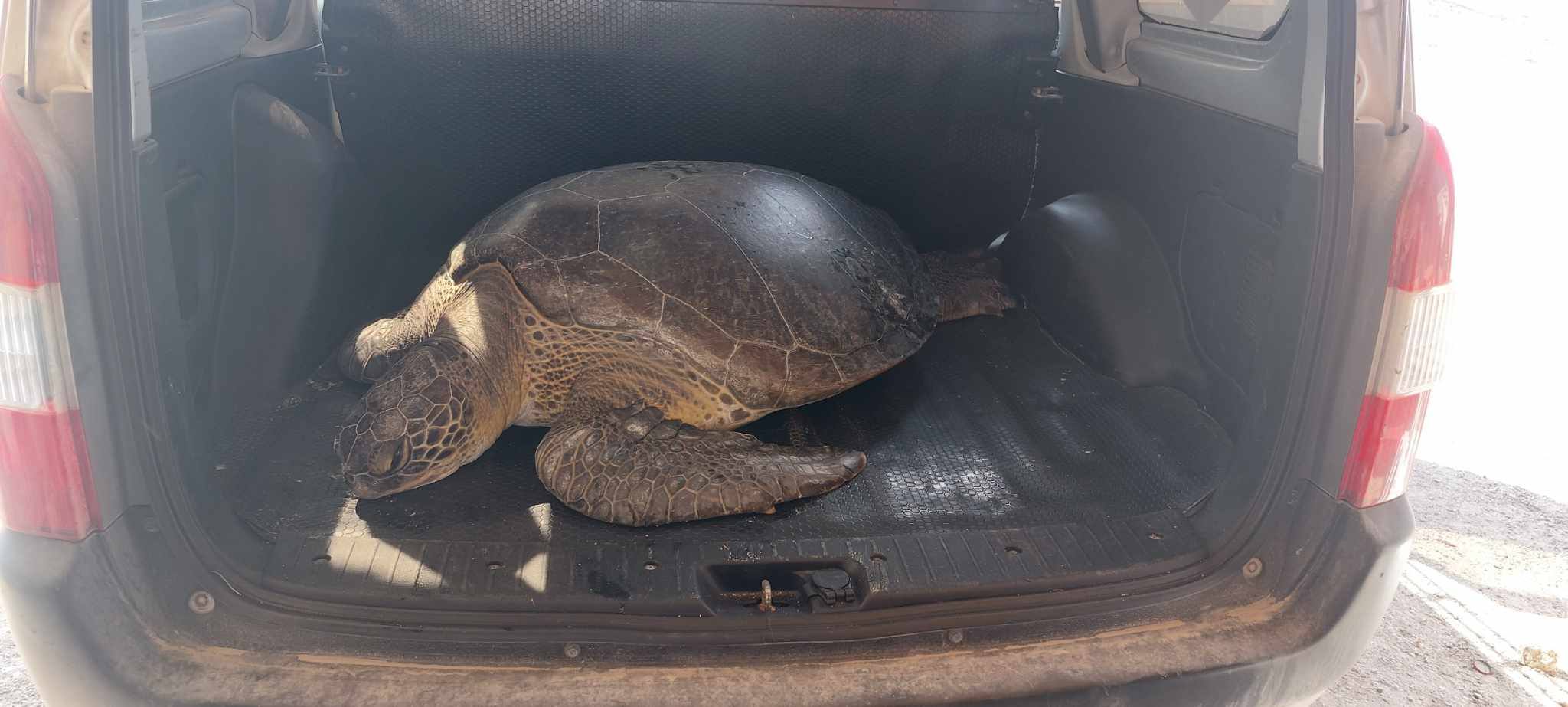 image ‘Record-breaking’ 90kg turtle rescued in Cyprus