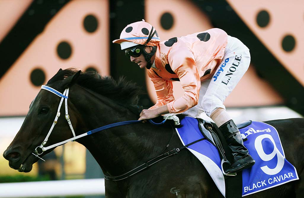 image Australian champion sprinter Black Caviar put down