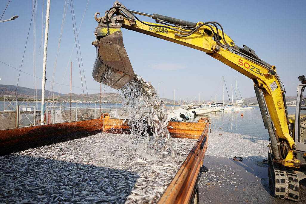 image Dead fish blanket Greek tourist port after flooding