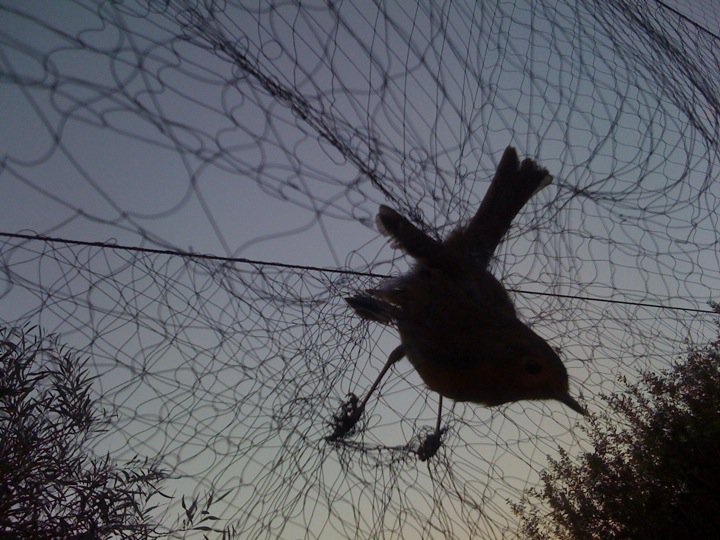 image ‘You will pay’ &#8211; British bases’ police warn bird trappers
