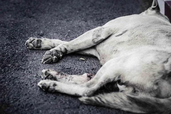 image Dog killing horror in Ayioi Trimithias