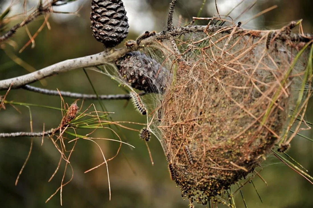 image Environmentalists call for ‘aerial intervention’ to protect Cyprus’ pines