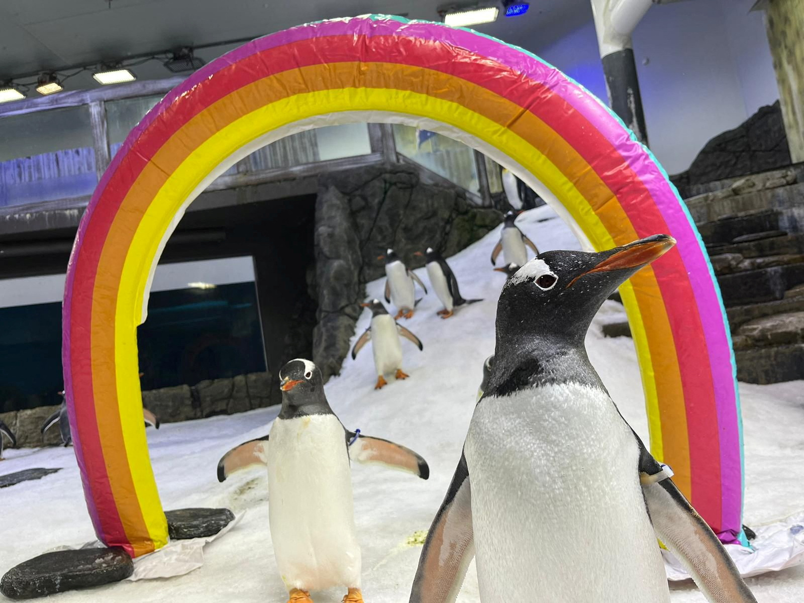 image Gay penguin Sphen dies in Sydney, leaving behind partner Magic