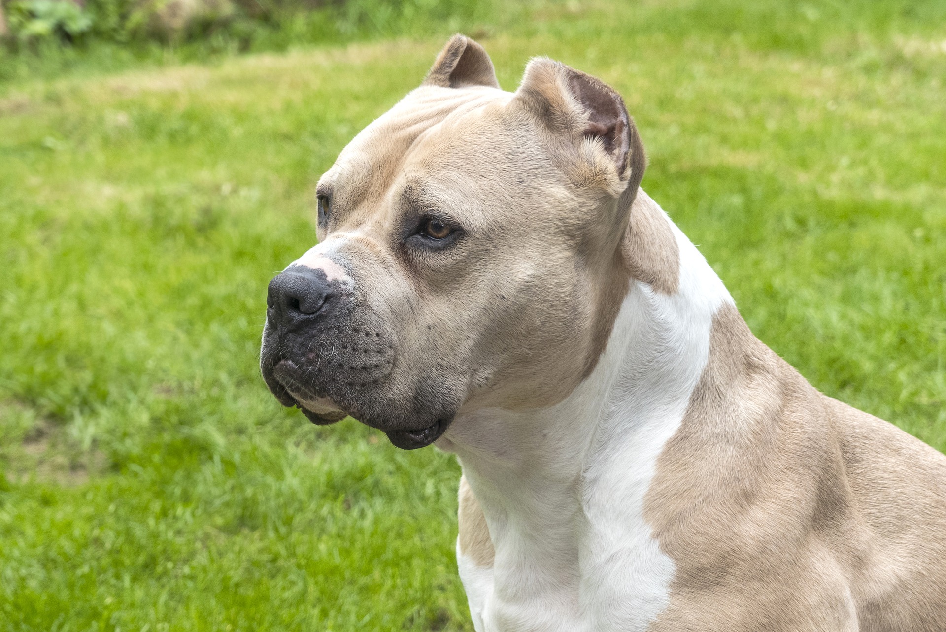 image Pitbull attacks owner, gets shot by neighbour