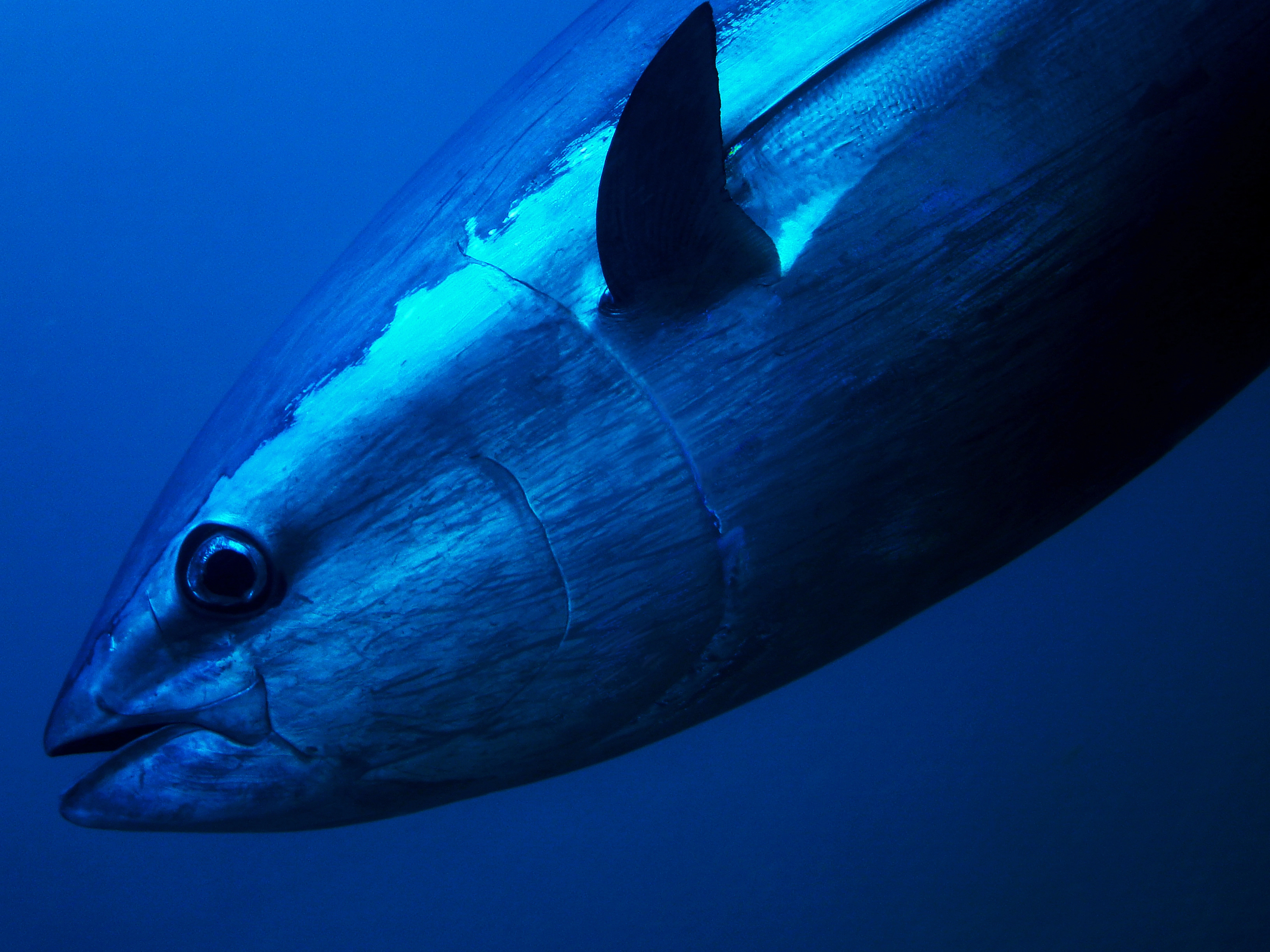 image Fishermen catching bluefin tuna must throw it back