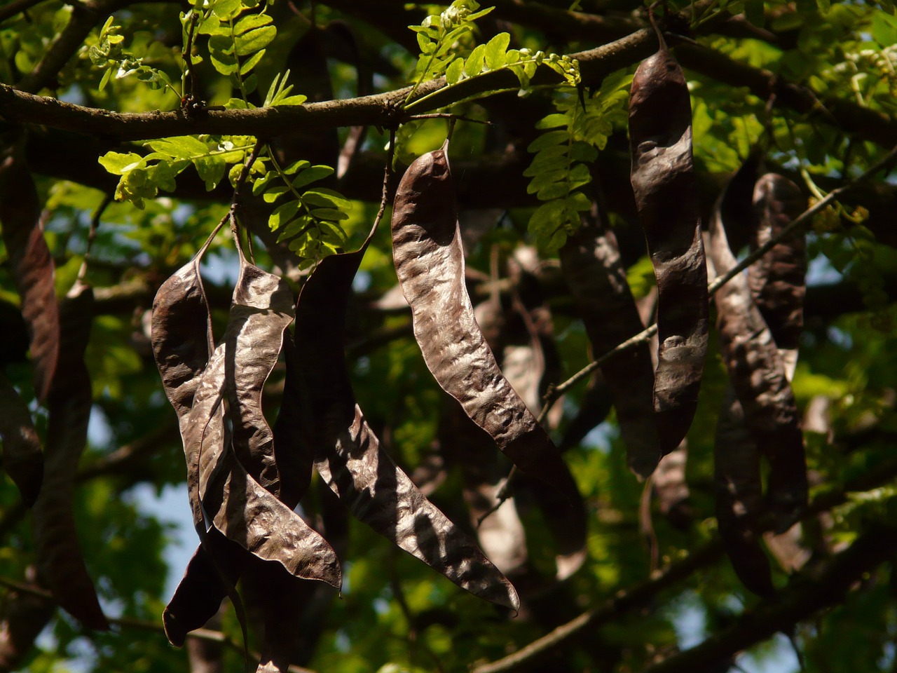 image Carob aromas and flavours celebrated at annual festival in Paphos