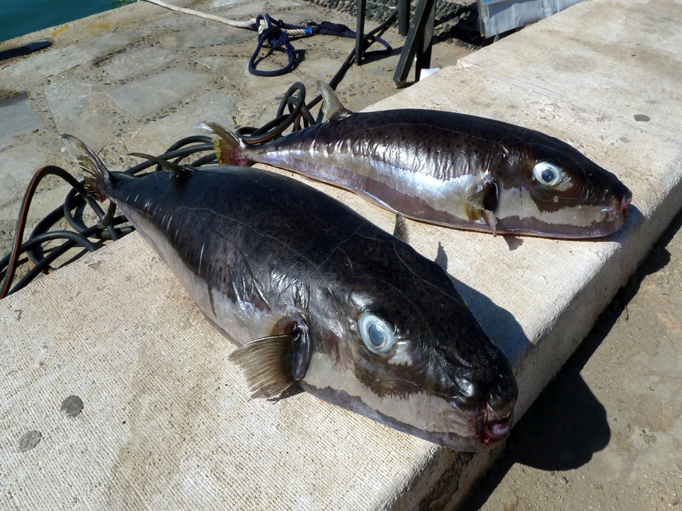image More support to cull invasive venomous fish