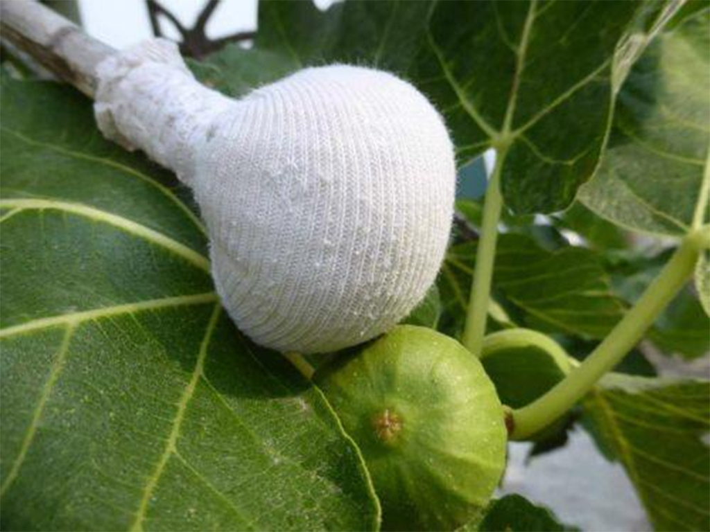 image Preparations underway in Paphos village as cured fig season beckons