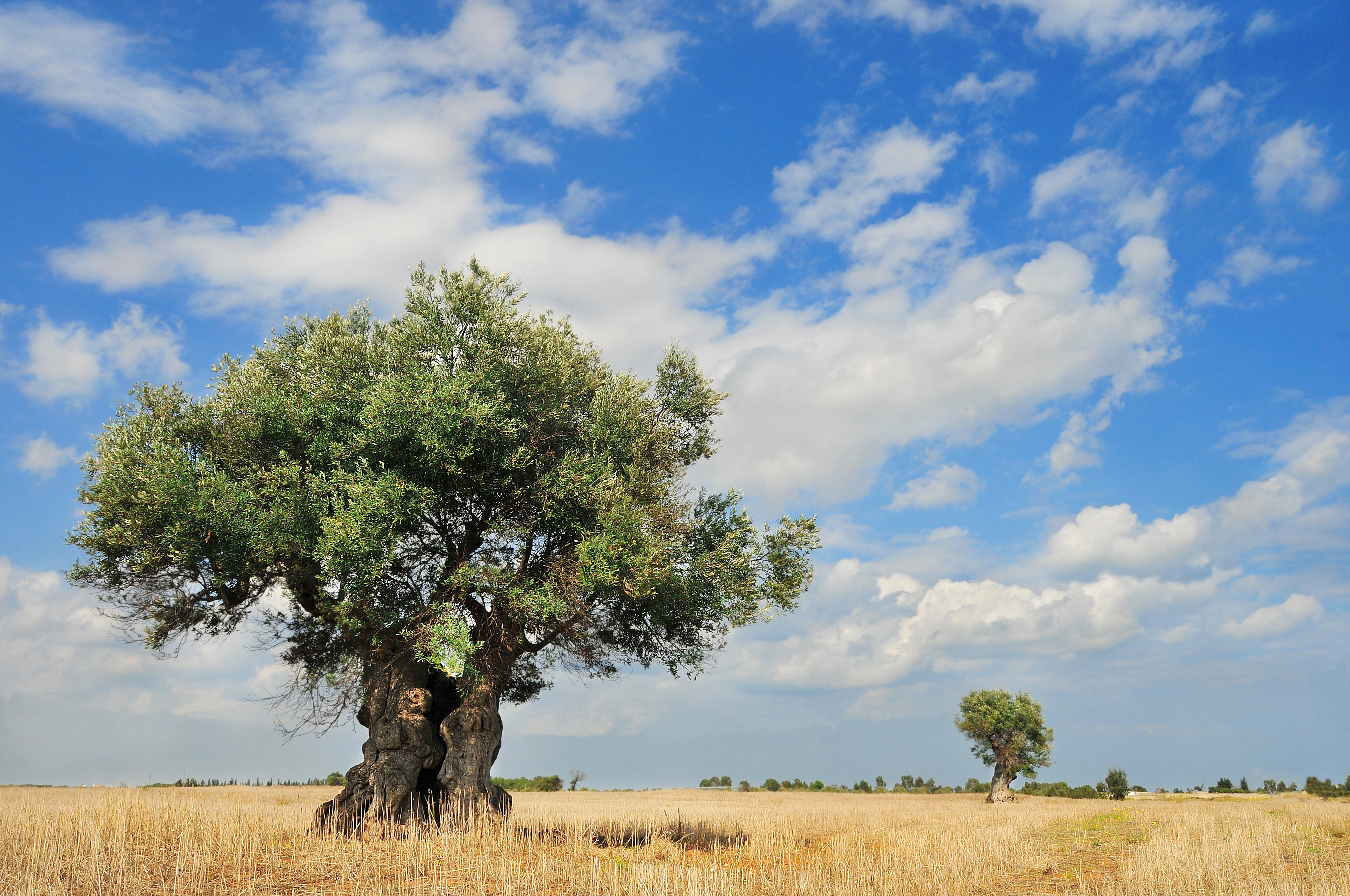 image Thursday’s temperatures not expected to exceed 38C inland