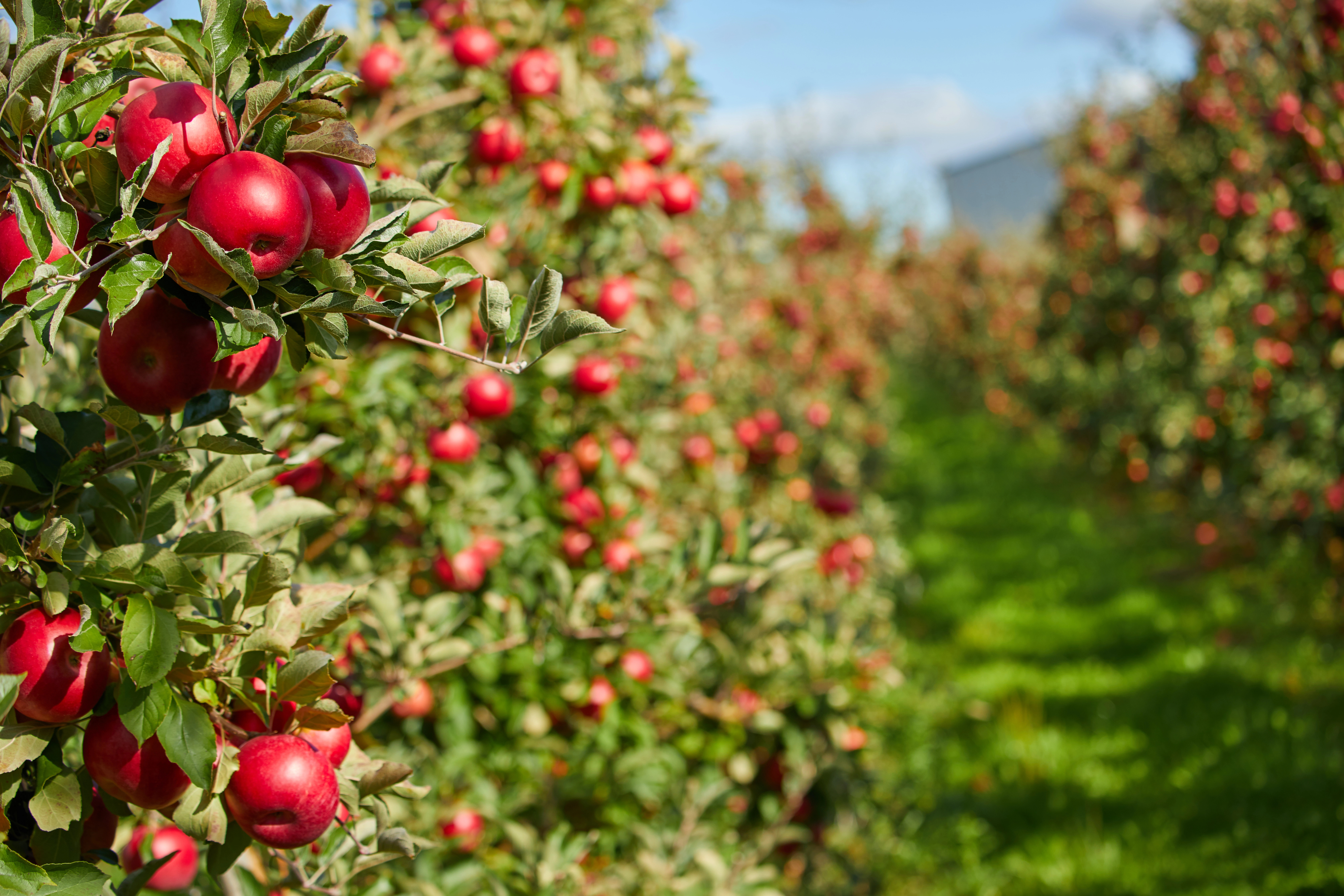 image A delicious history of the apple