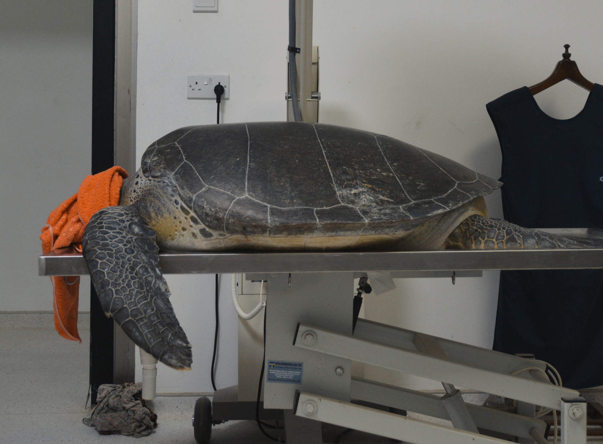 image Plastic matter found in Cyprus turtle excrement