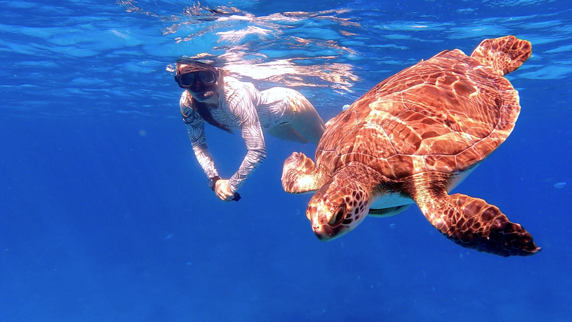 image The turtle who died so others could live