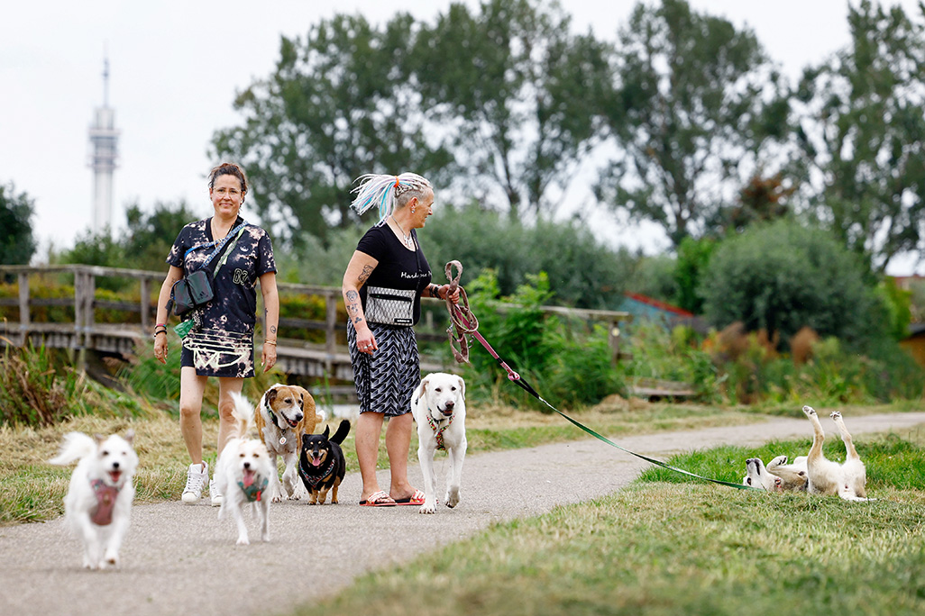 image Turkey&#8217;s stray dogs find homes abroad after new law to clear them off streets