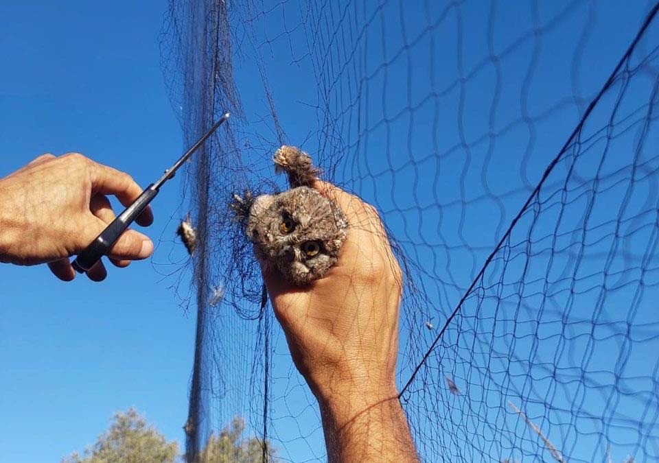 image Three arrested for bird trapping in the bases