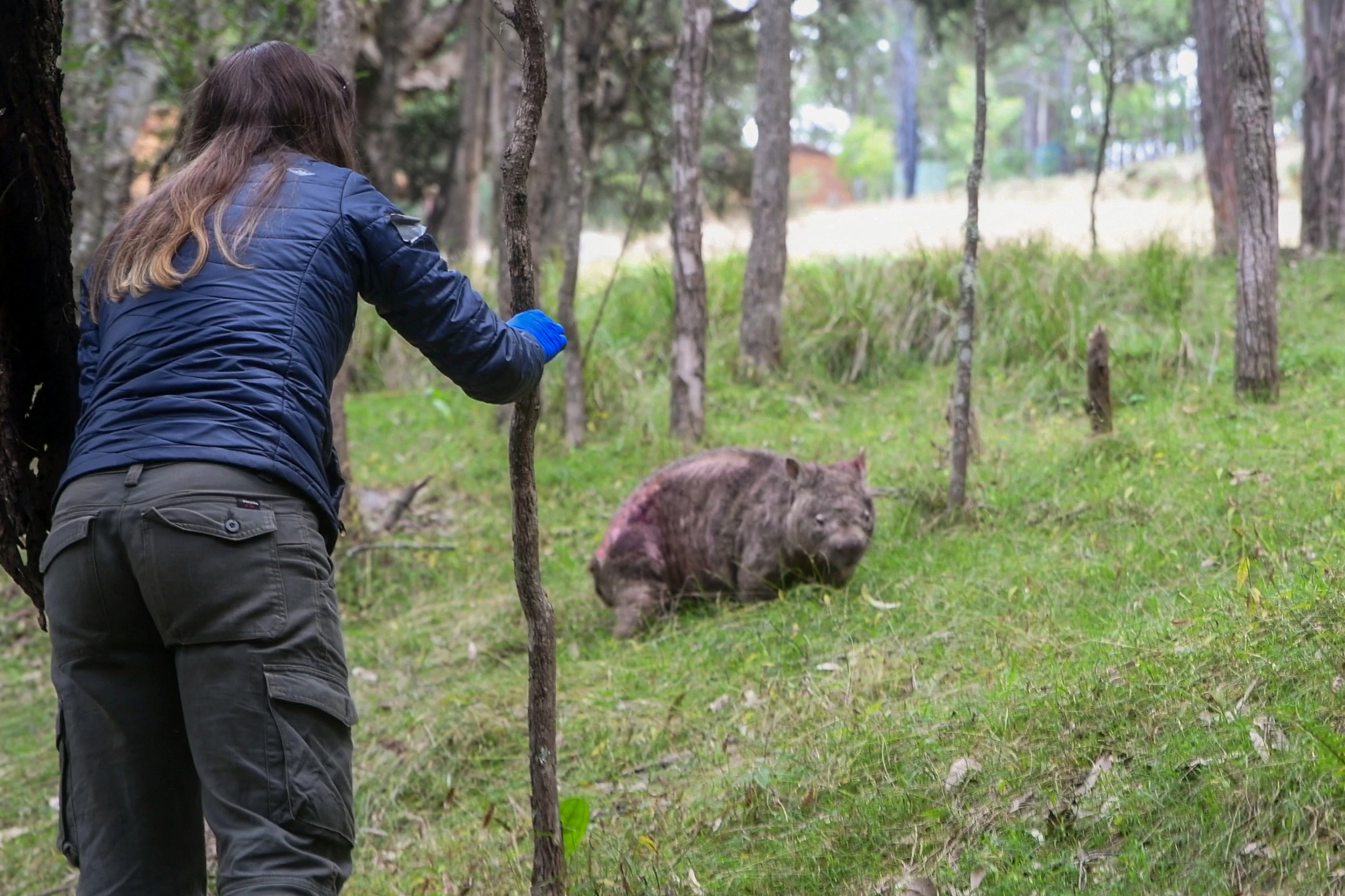 image Australian volunteers fight deadly disease threatening wombats
