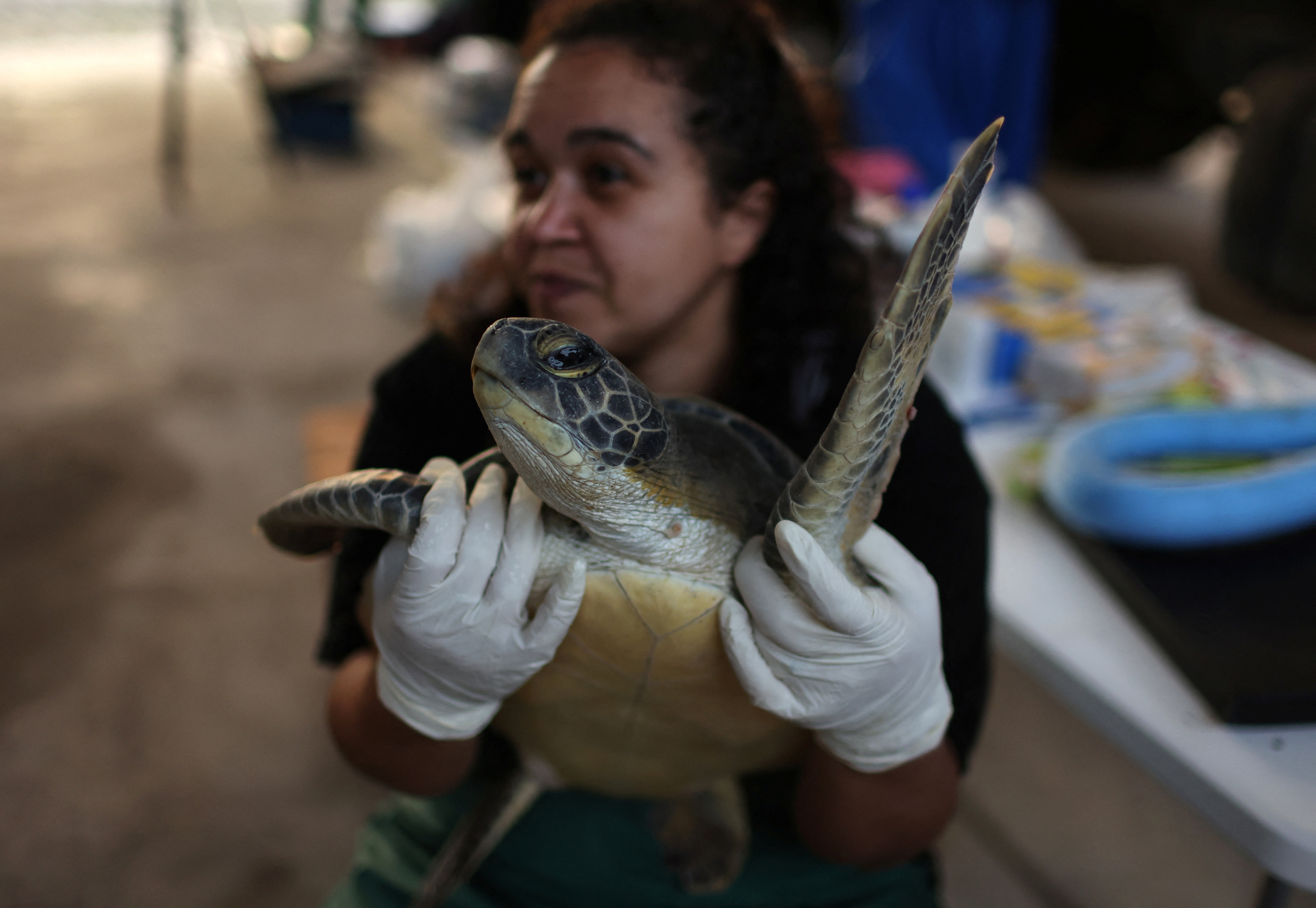 image After water quality improves, scientists find sea turtles in Brazil get healthier