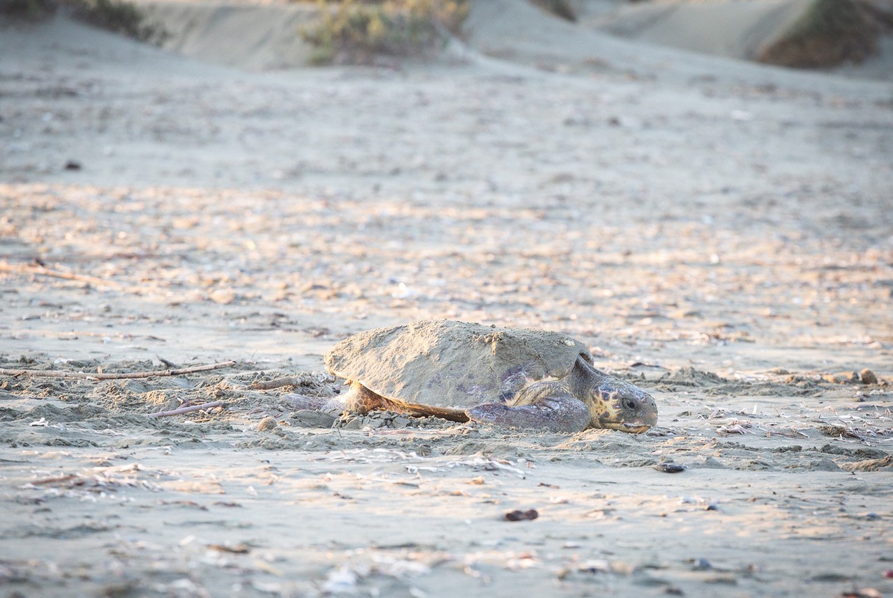 image British bases record 382 turtles on beaches