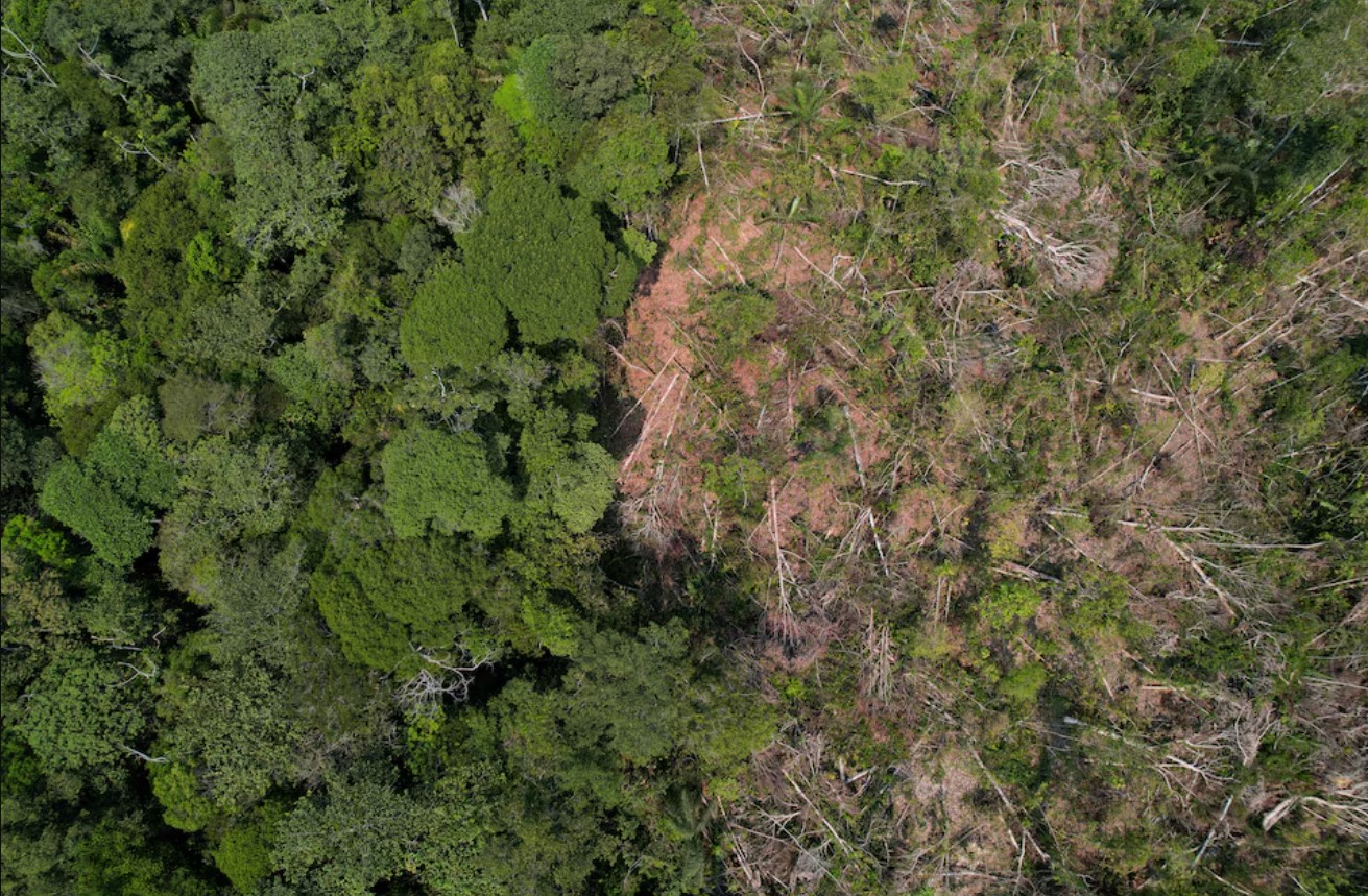 image Google buys carbon removal credits from Brazil startup, joining Microsoft
