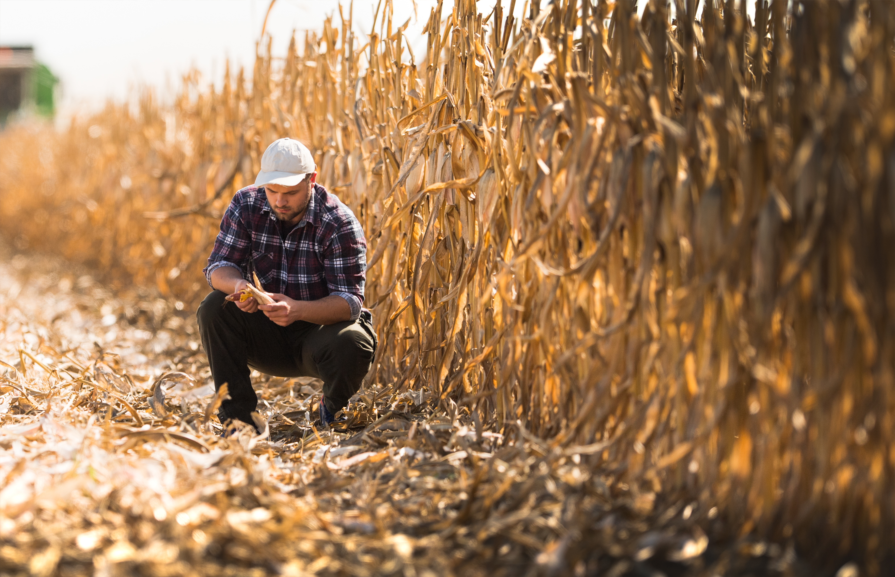 image Subsidies worth €60m for farmers