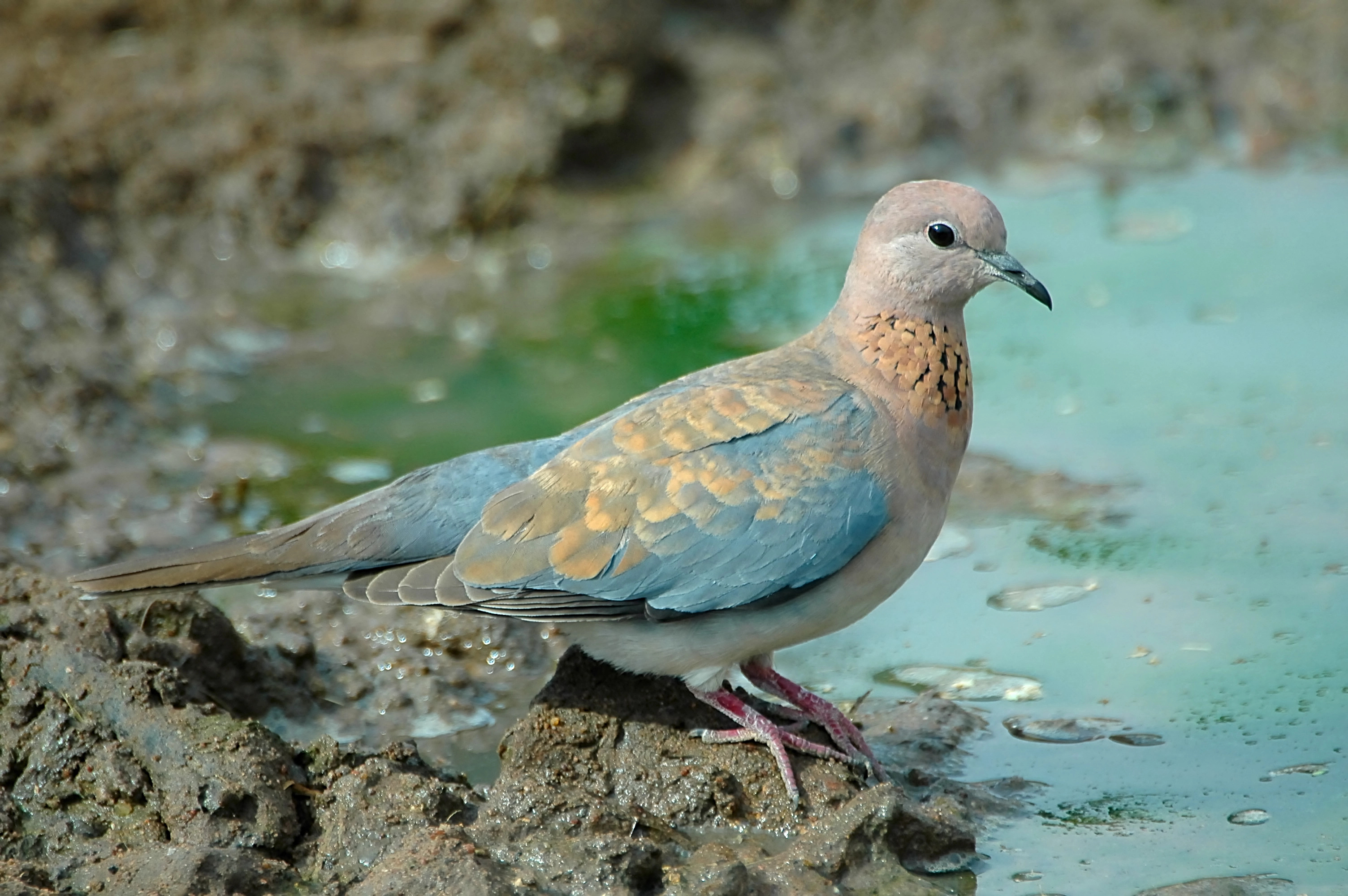 image Laughing doves could be putting local species at risk