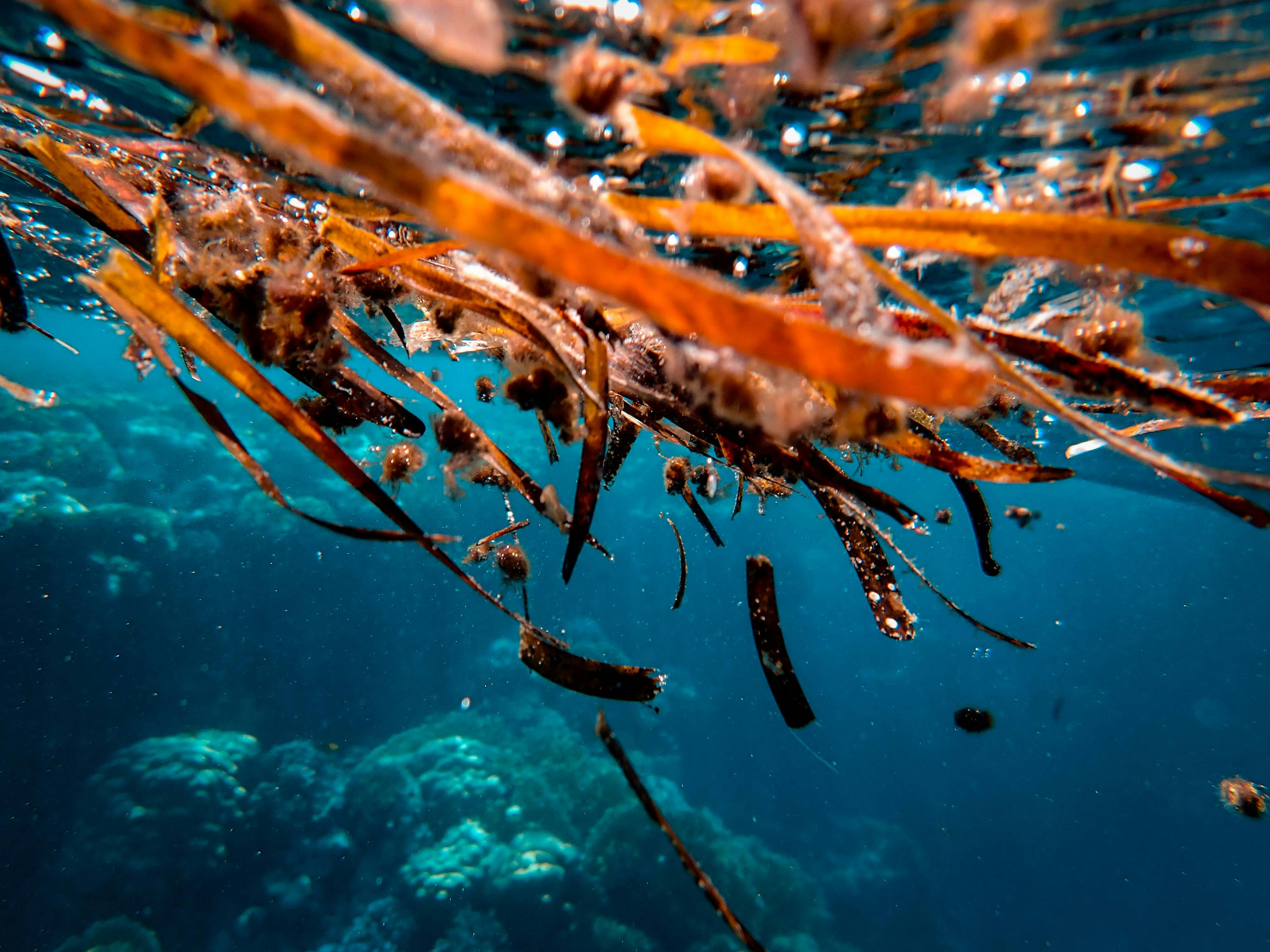 image The health benefits of seaweed