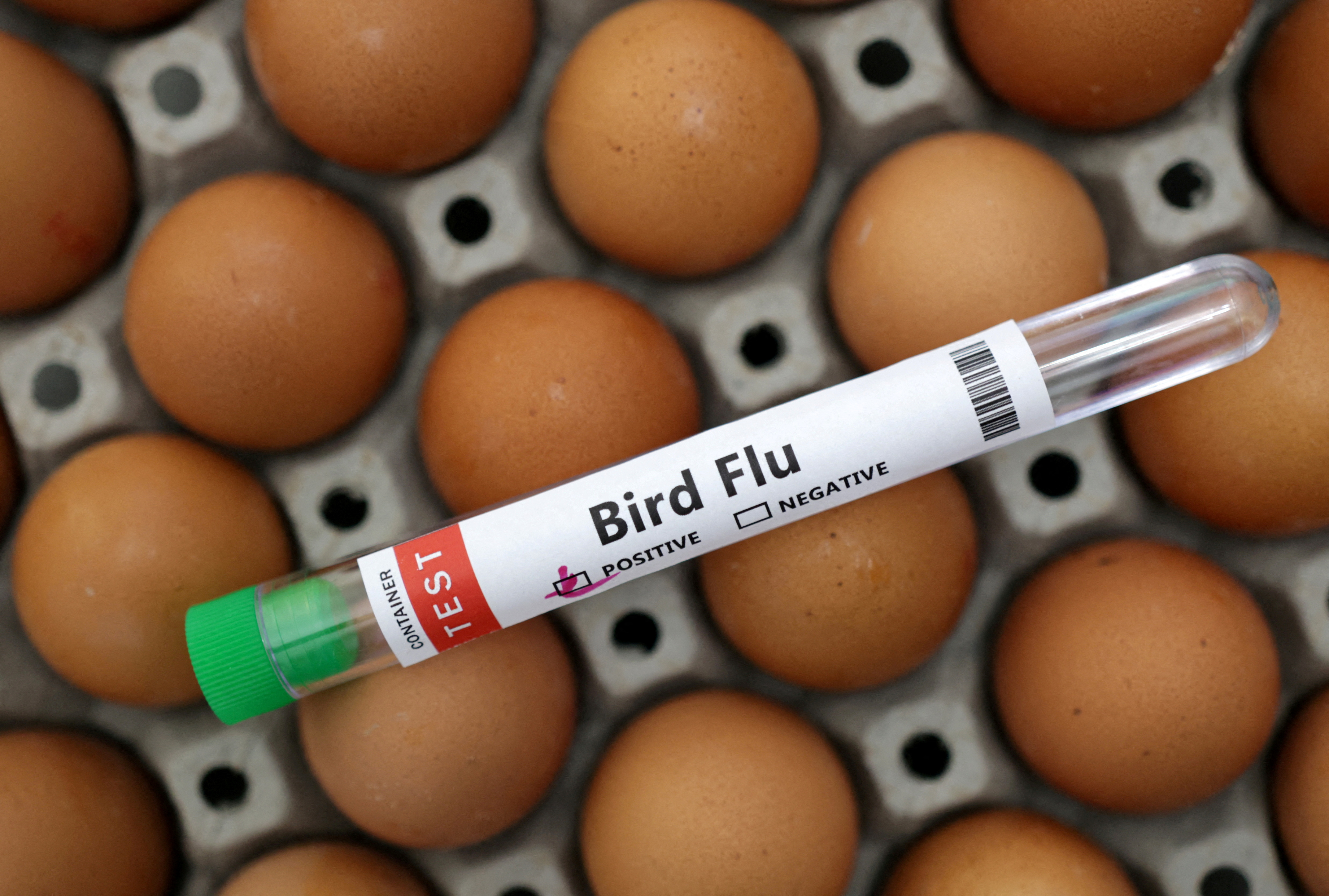 image California confirms third human case of bird flu, finds more possible cases