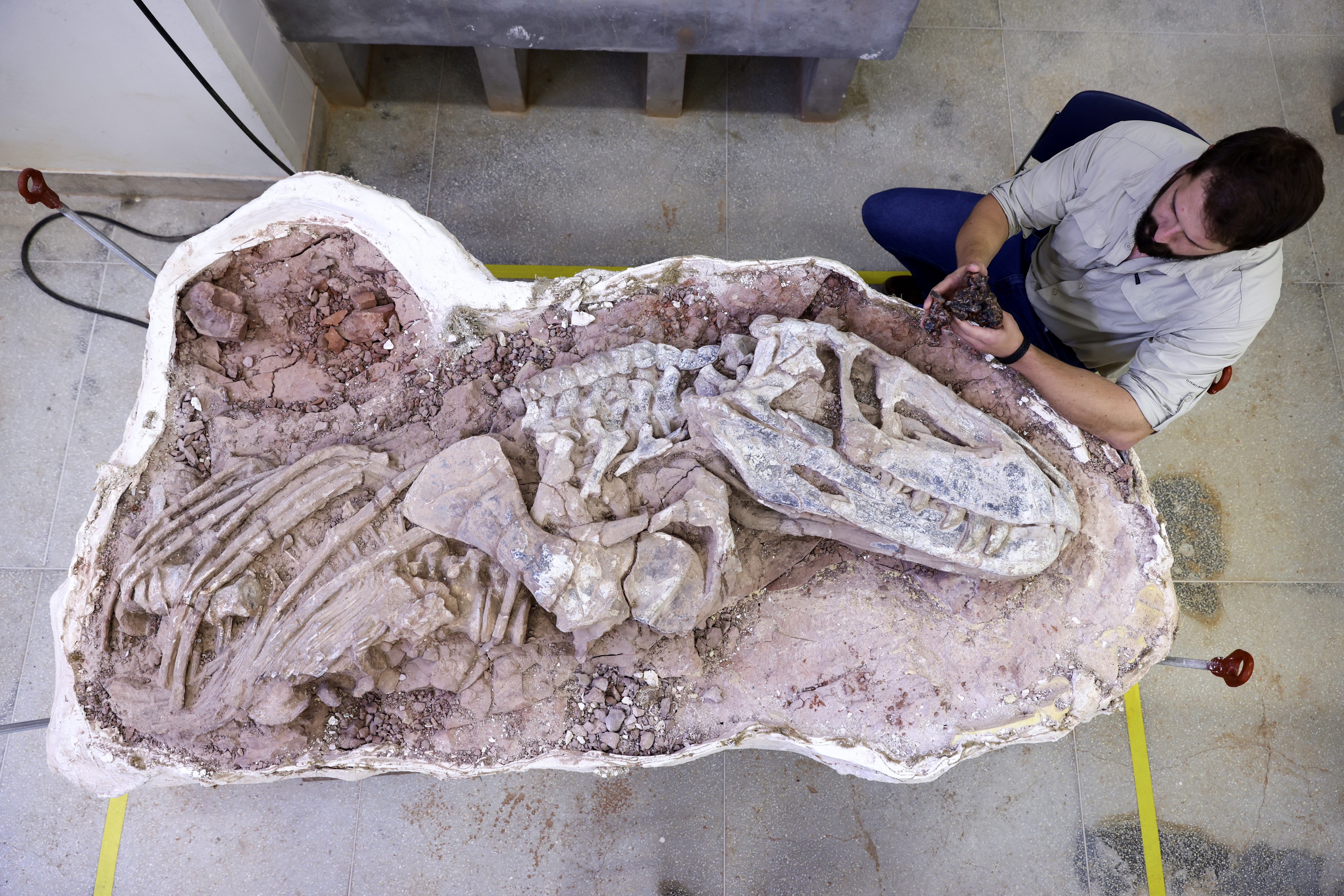 image Fossil of new reptile species found in Brazil sheds light on rise of dinosaurs