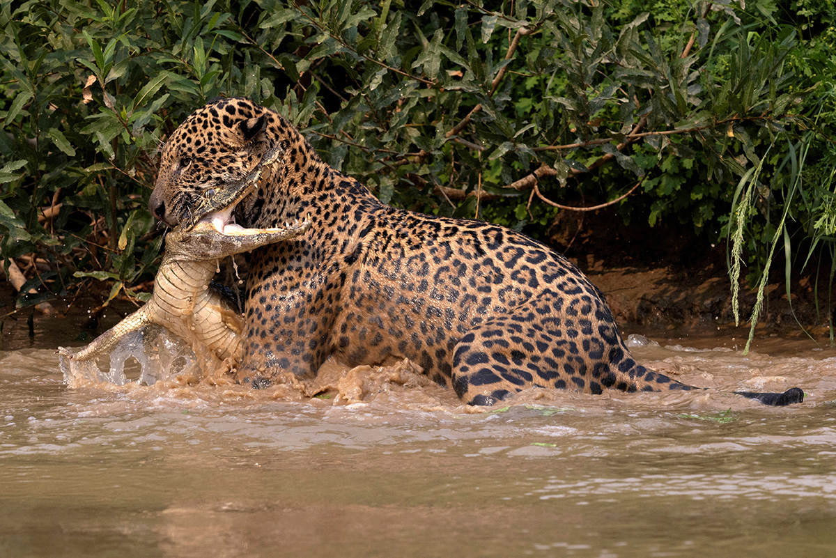 image Caiman-eating jaguars survive fires in Brazil&#8217;s Pantanal wetlands