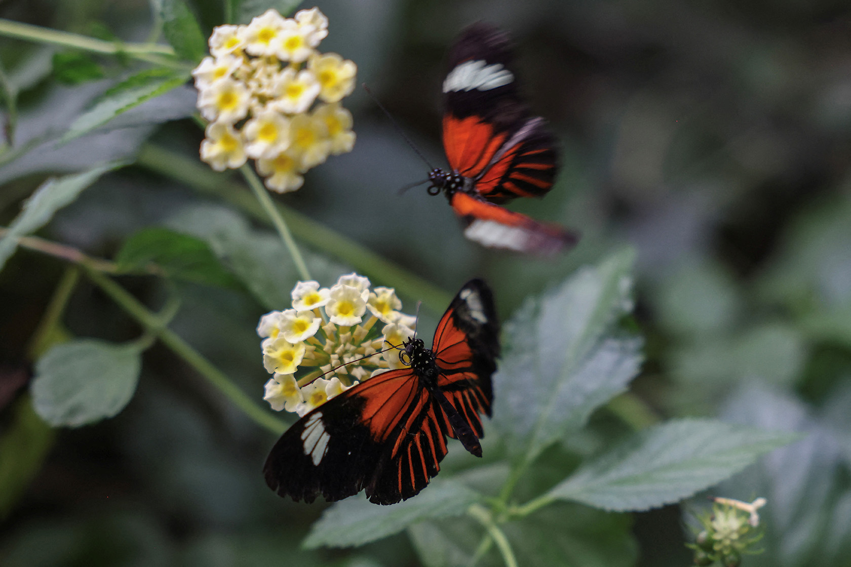 image Climate change a worry for Greece&#8217;s hungry butterflies
