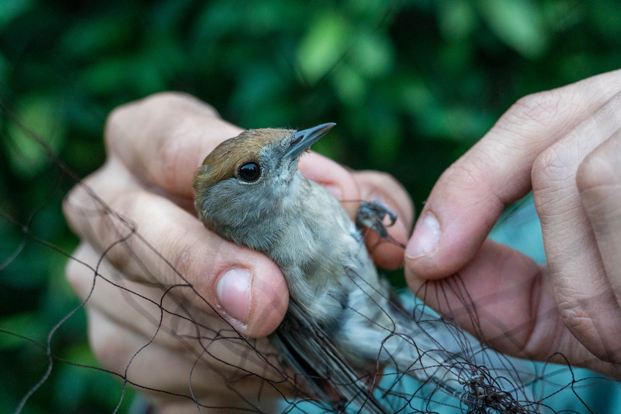 image Illegal bird trapping in Cyprus soars 90%, conservationists warn