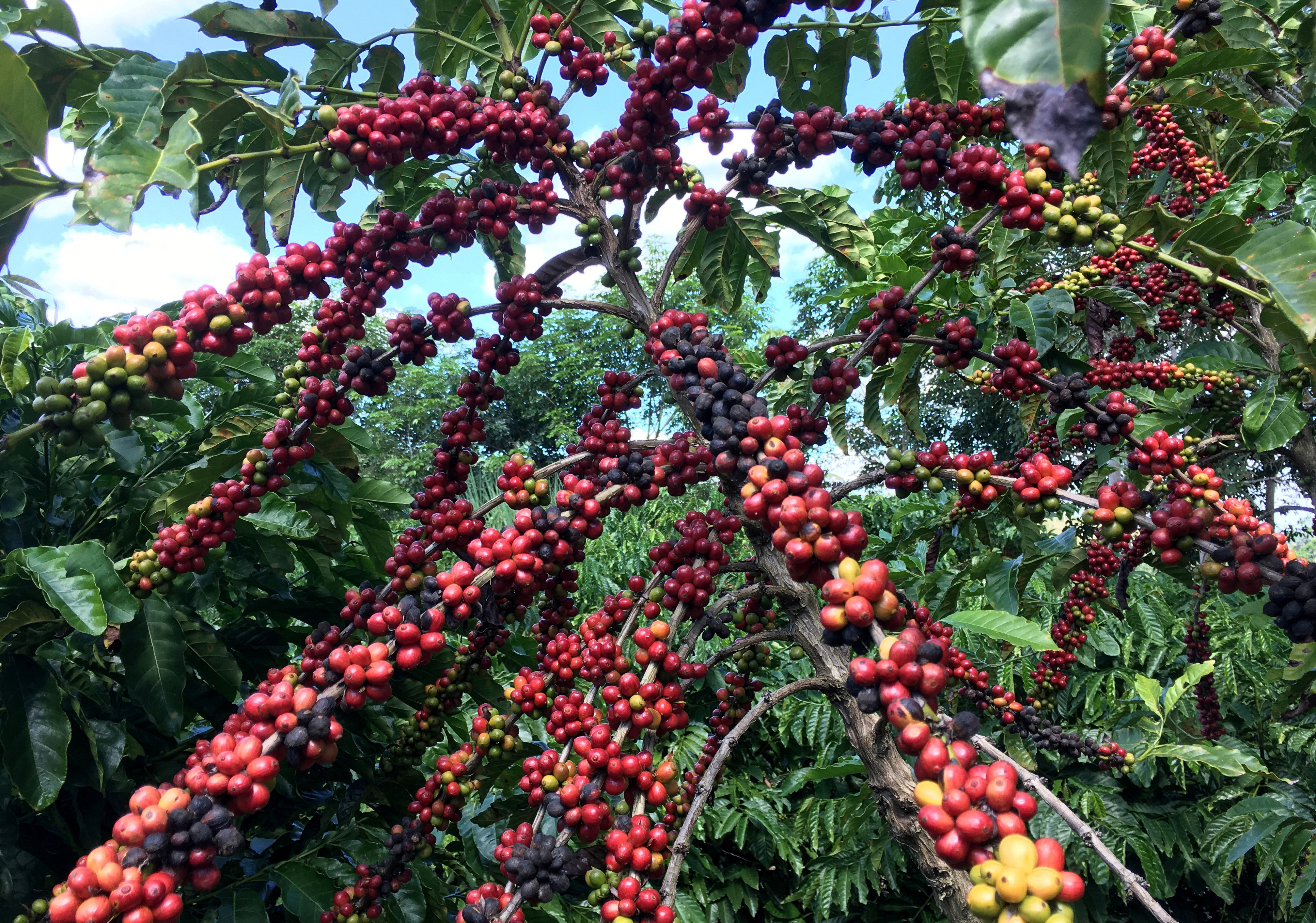 image Rains may have come too late for Brazil&#8217;s coffee
