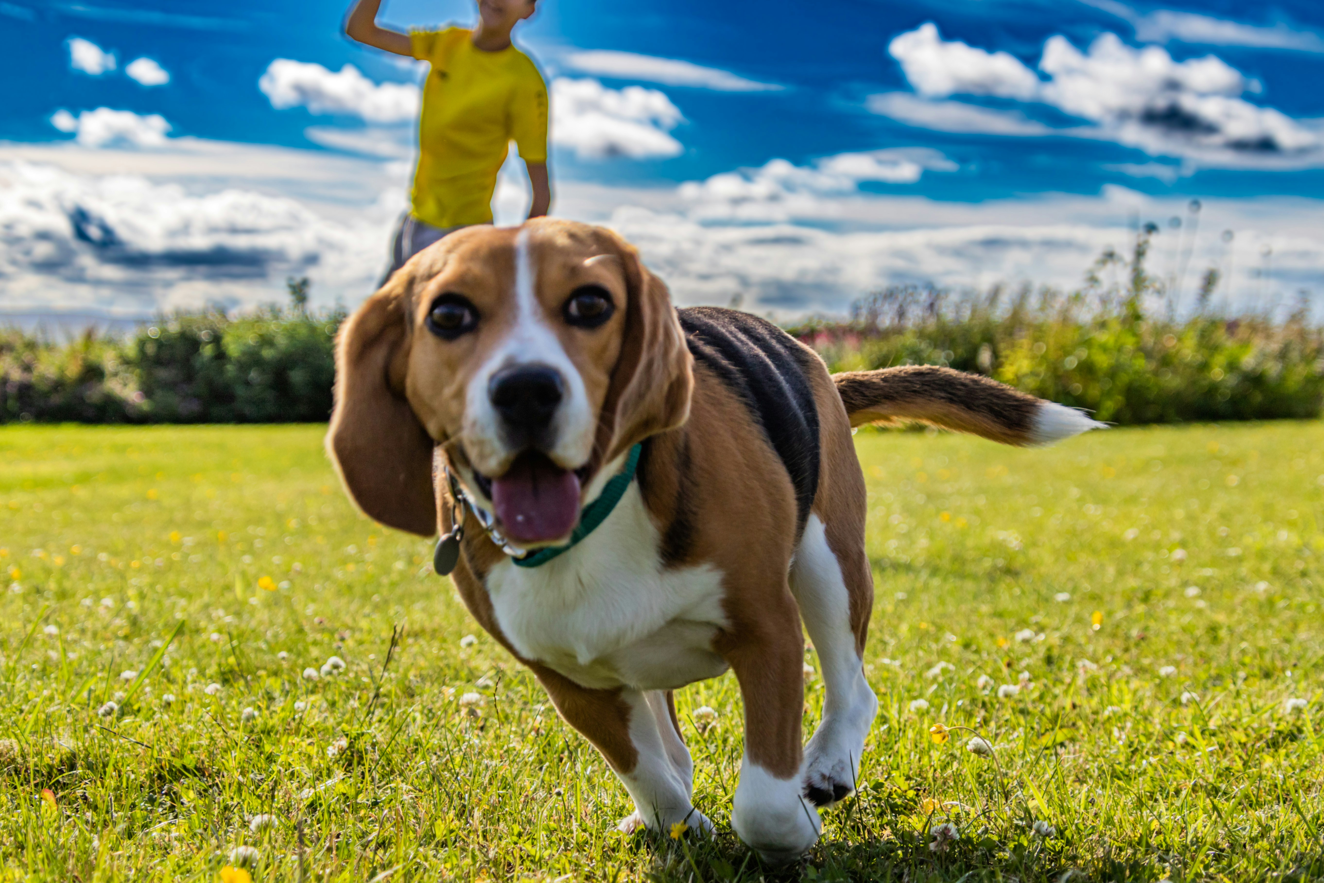 image Is owning a dog good for your health?