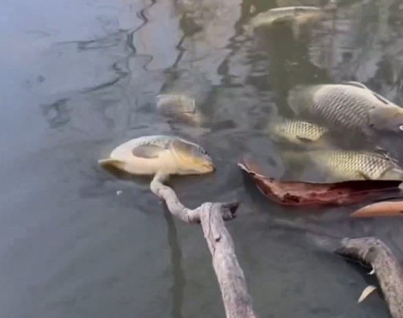 image Mass fish die-off at Athalassa Lake under investigation