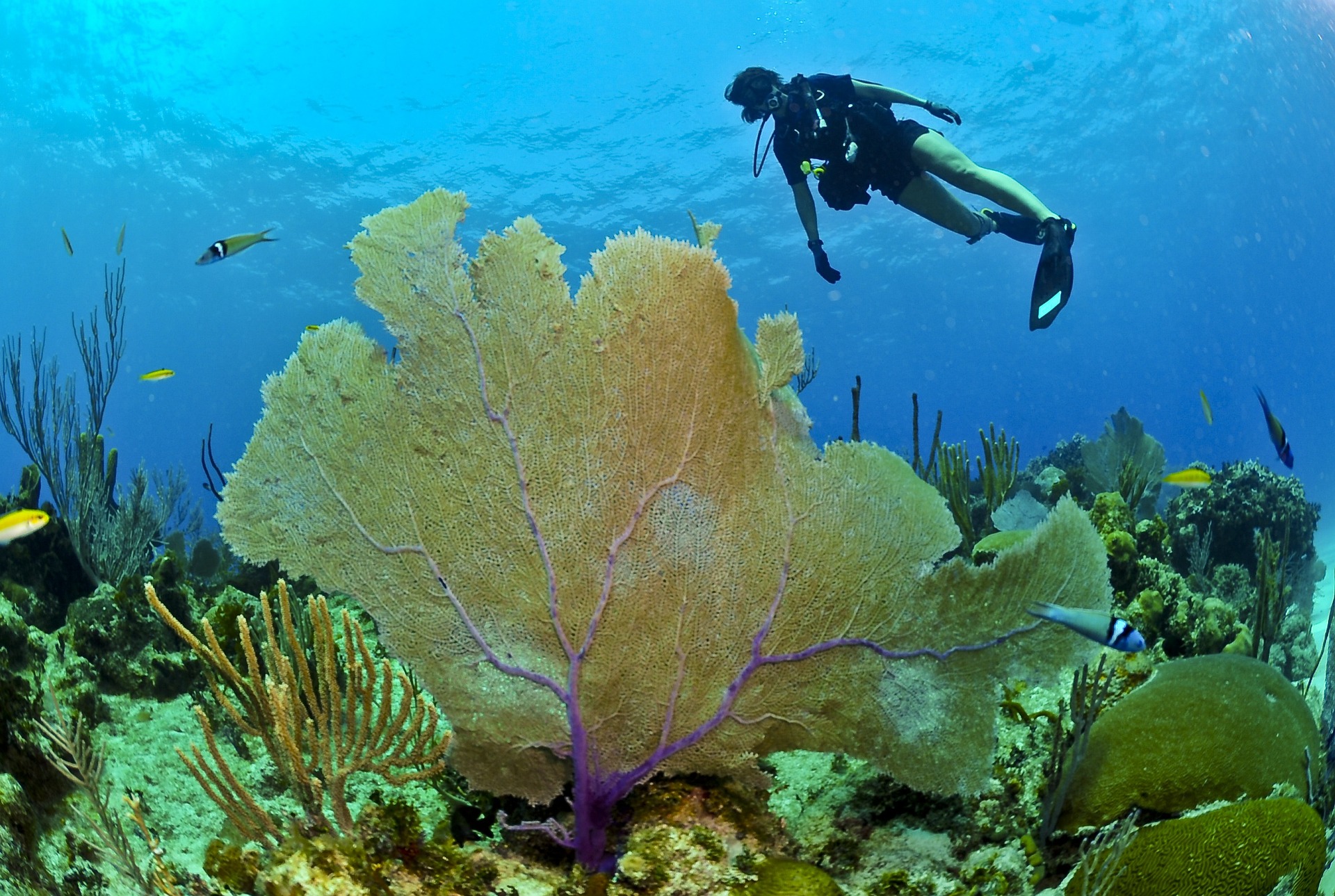 image Zinovia diver taken to hospital with the bends