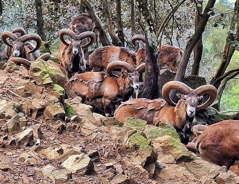 image Humans and those crop-munching mouflons must co-exist