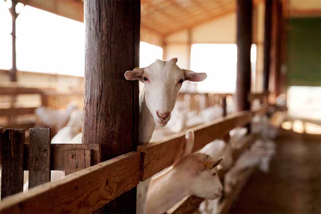 image EU hits Greece with record fine over farmers subsidy fraud